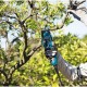 Секатор Makita DUP361Z solo, акумуляторний (Без АКБ та БП) (DUP361Z)
